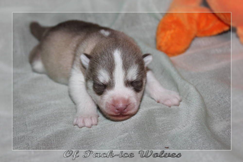 Chiot Elevage Husky Chiot Husky A Vendre Eleveur Passion De Husky Lof