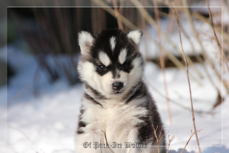 Chiot Elevage Husky Chiot Husky A Vendre Eleveur Passion De Husky Lof