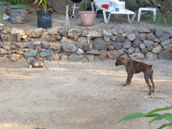 Dona de sayulita du bois de faitin