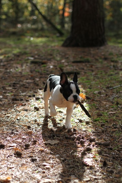 Goulaff du bois de faitin