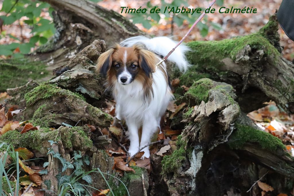 Timeo de l'Abbaye de Calmetie