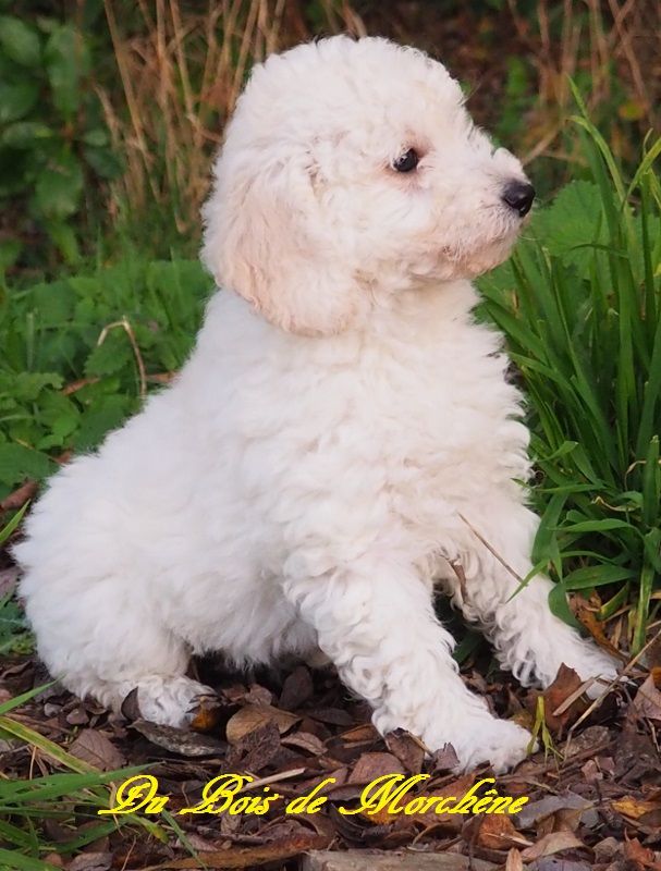 Chiot Elevage Du Bois De Morchene Eleveur De Chiens Caniche