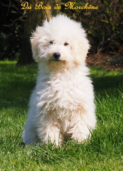 Chiot Elevage Du Bois De Morchène Eleveur De Chiens Caniche