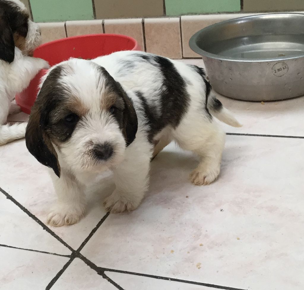 Chiot Elevage Amateur Petits Bassets Griffons Vendéens