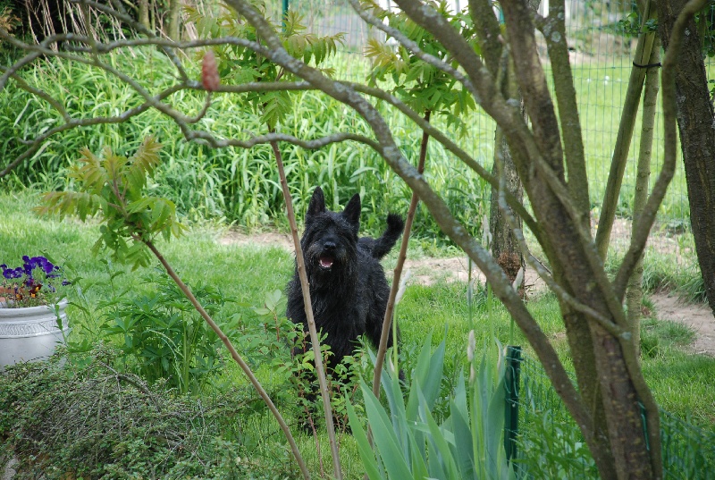 Anka du domaine des sandhaase