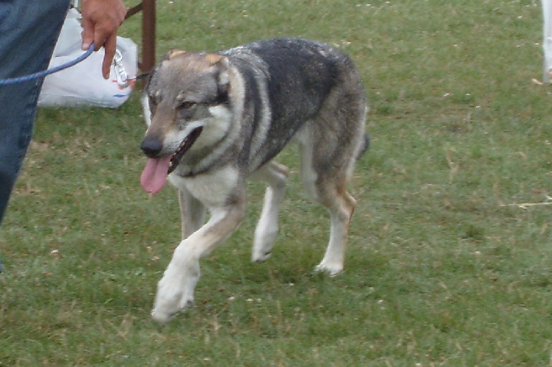 Arielle La Seven Loup Cie