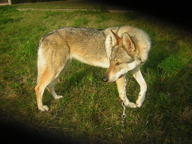 D'tallulah de la Blackwolfdog Compagnie