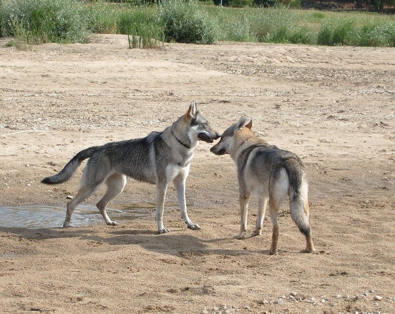 Arielle La Seven Loup Cie