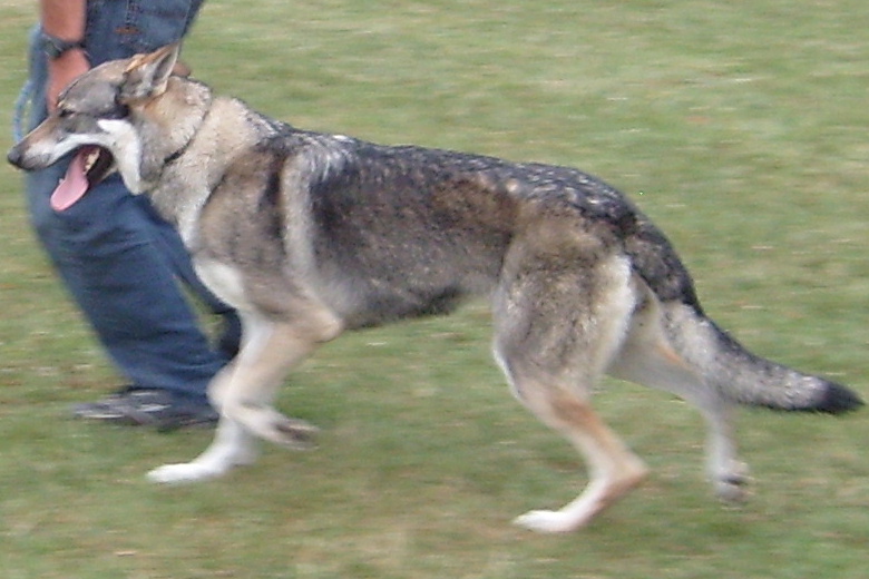 Arielle La Seven Loup Cie