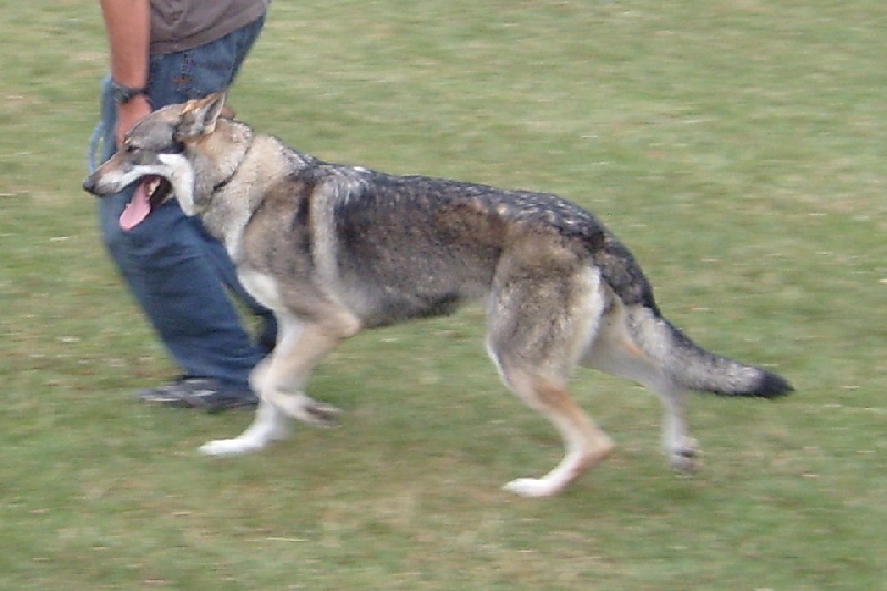 Arielle La Seven Loup Cie