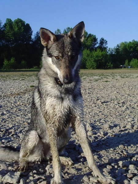 Arielle La Seven Loup Cie