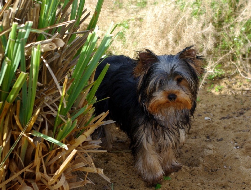 Garou des Coteaux de Rompsay