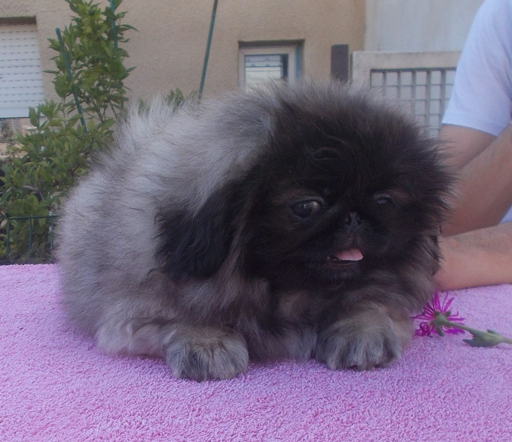 Chiot Elevage De L Antre Du Dragon Eleveur De Chiens Pekinois