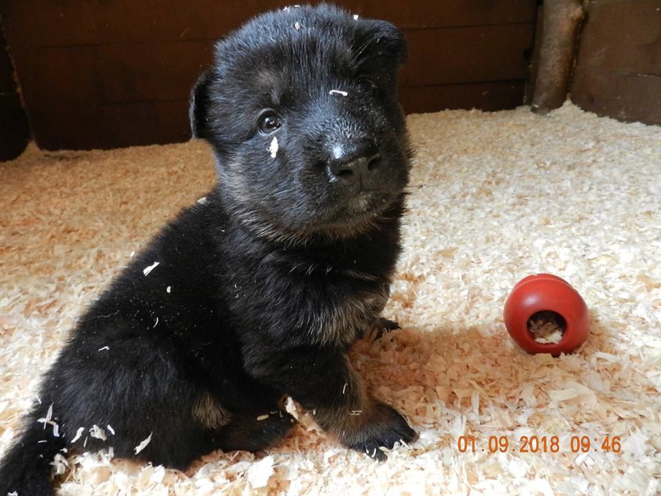 Chiots Berger Allemand Noir Et Noir Et Feu Page 2