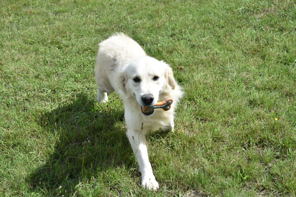 Snowball Du domaine des clayeux