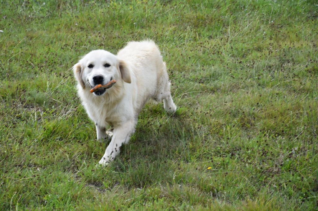 Snowball Du domaine des clayeux