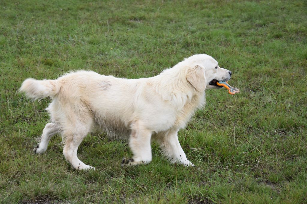 Snowball Du domaine des clayeux