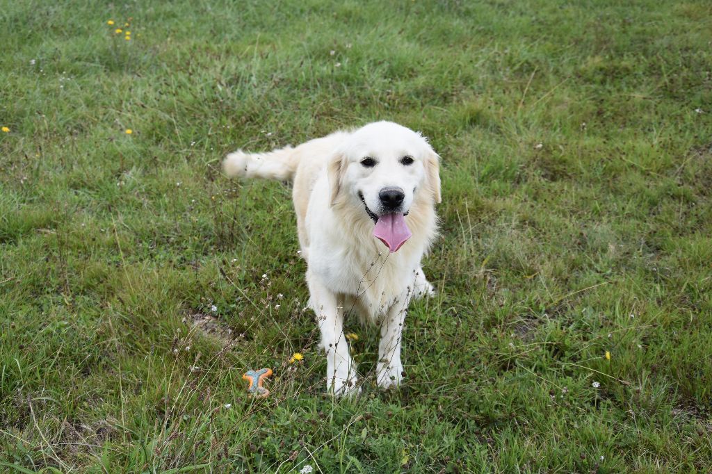 Snowball Du domaine des clayeux