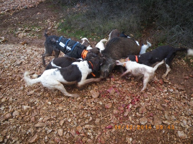 Accueil Elevage De La Dent Dure Eleveur De Chiens Petit