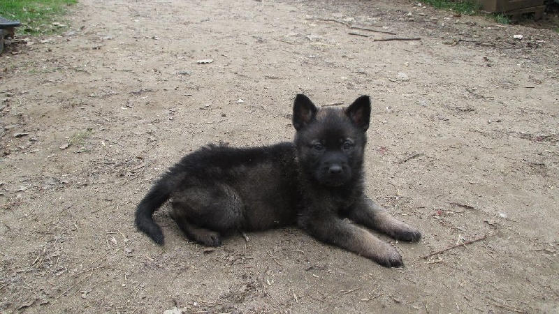 Jeep des loups modernes