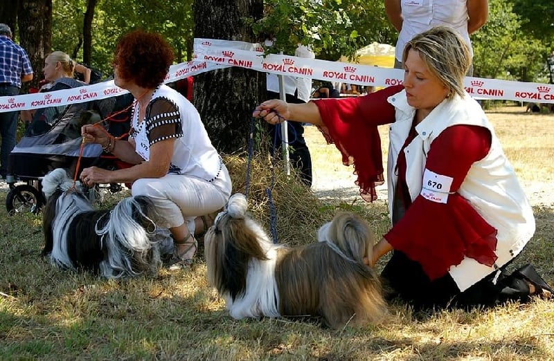 CH. Hatchi du lac de Cupidon