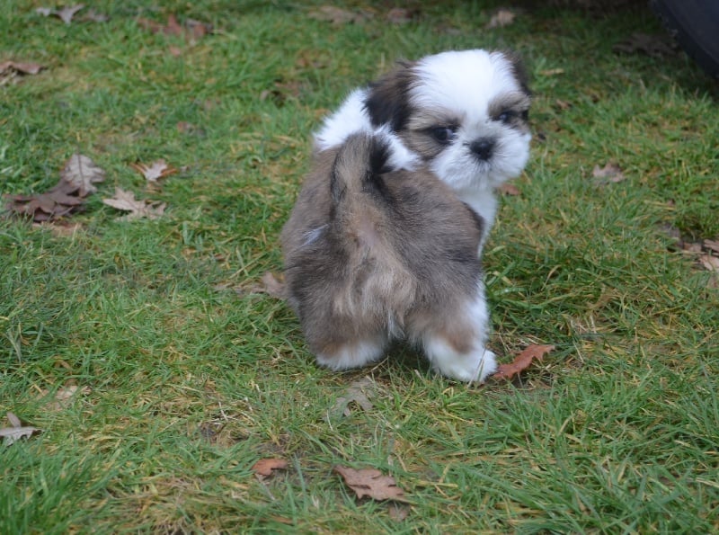 CH. Hatchi du lac de Cupidon