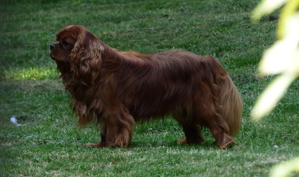 Mon irrésistible gentleman du Jardin de Claire