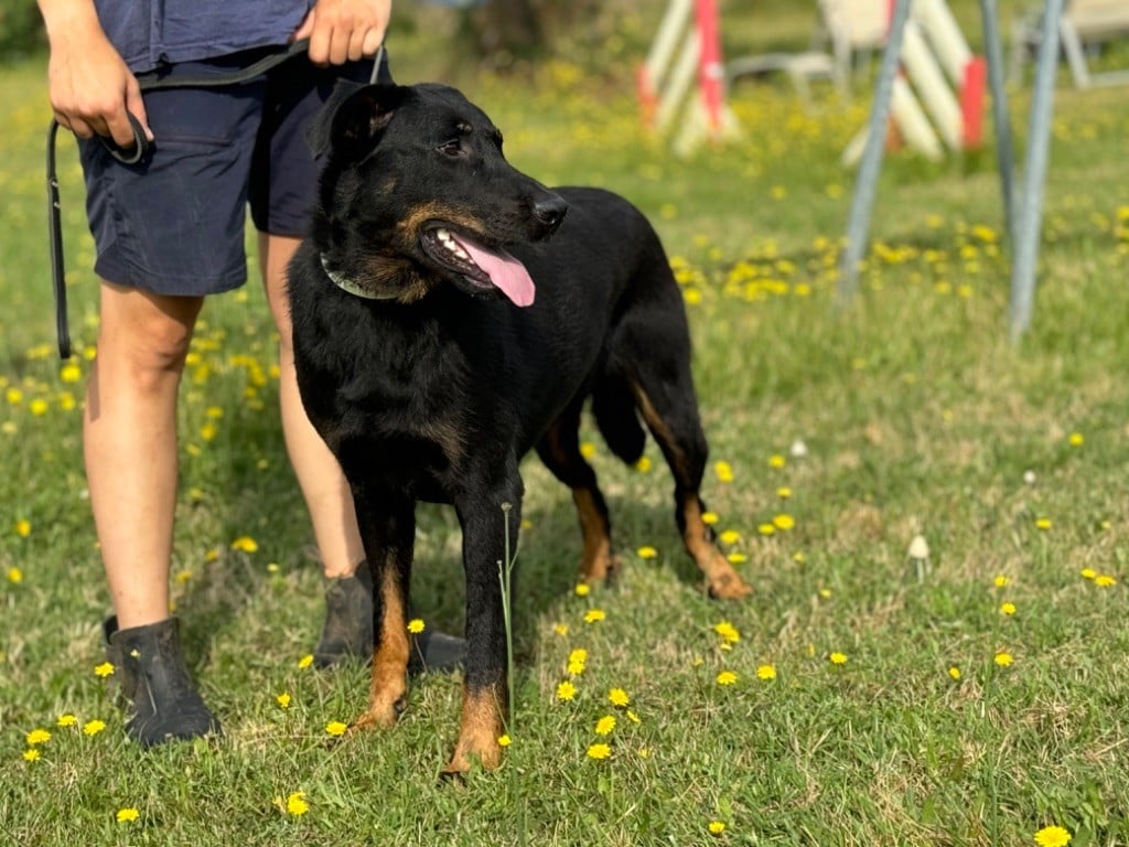 Sea-dog du berceau de bfamily