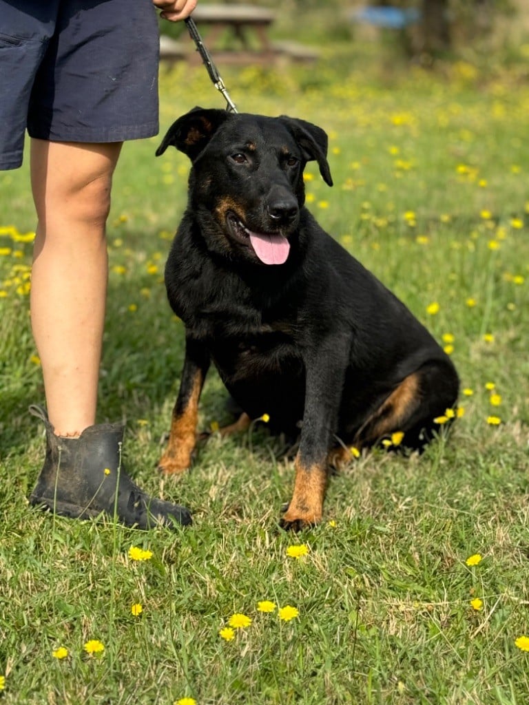 Sea-dog du berceau de bfamily