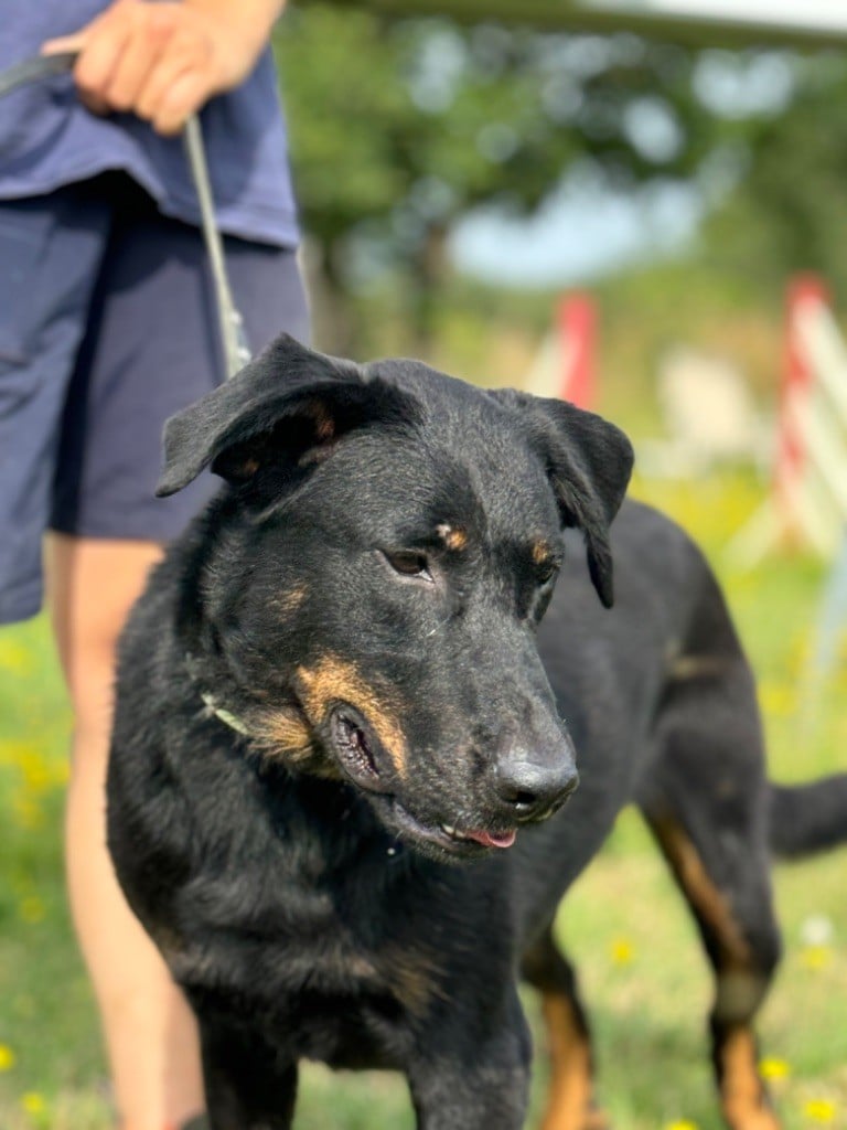 Sea-dog du berceau de bfamily