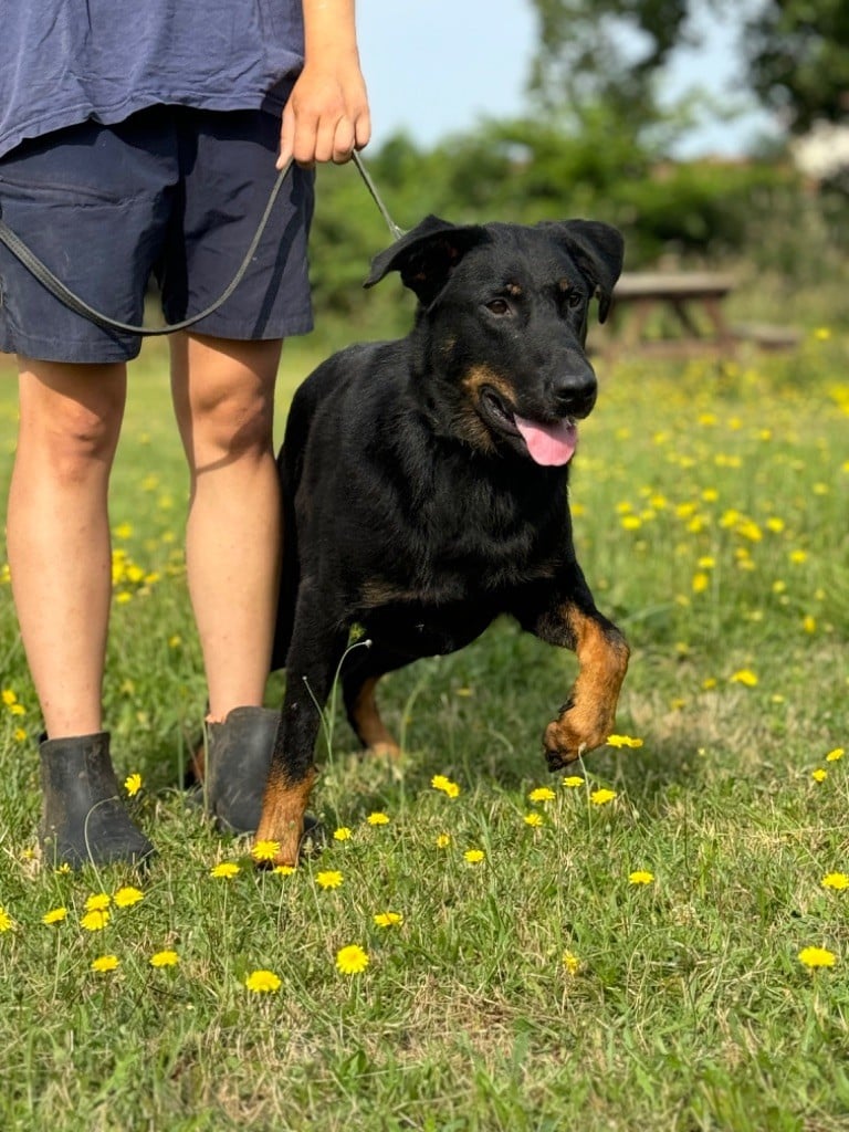 Sea-dog du berceau de bfamily