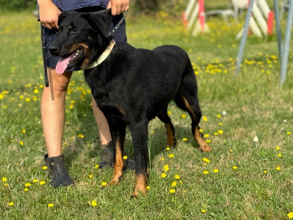 Sea-dog du berceau de bfamily