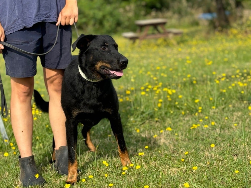 Sea-dog du berceau de bfamily