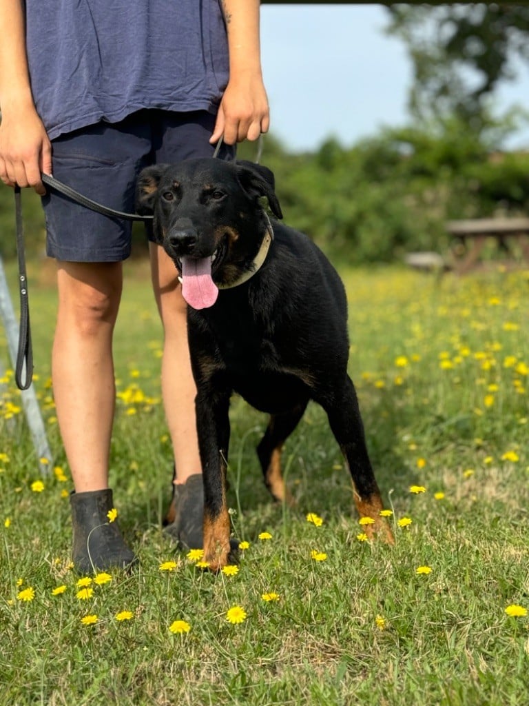 Sea-dog du berceau de bfamily