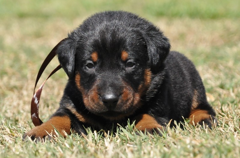 Chien De Berger Marron Noir Et Blanc