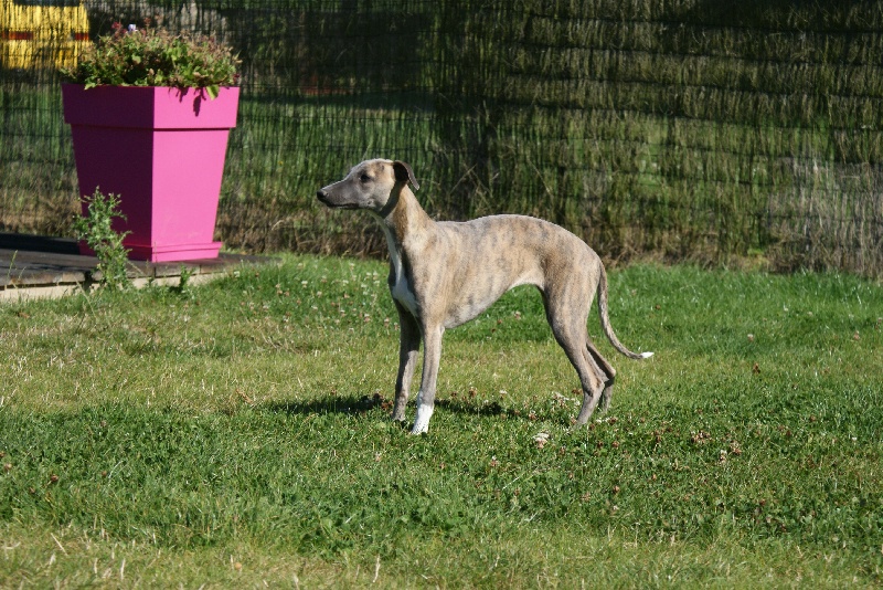 H deux o (dite hazalée) von Hoëhenzoller