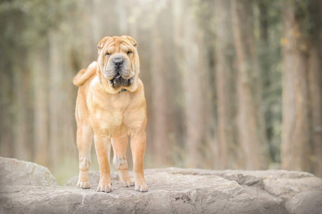 Pumba du grain de beauté