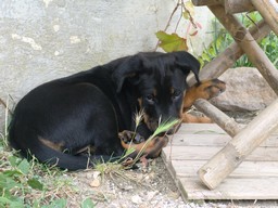 Fibule des enfants de Châmane