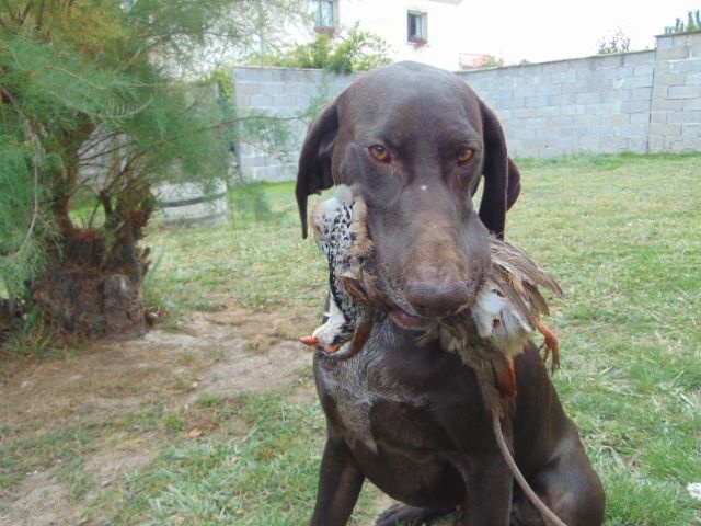 Irwin des dames de garonne