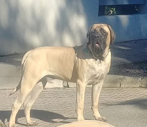 Pacha - georgie des Mastiffs d'Enfer