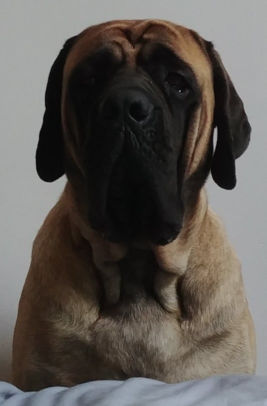 Pacha - georgie des Mastiffs d'Enfer