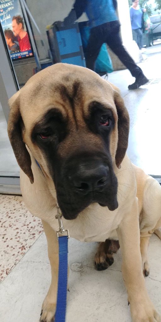 Chiot Elevage De Mastiffs Et Bouledogues Francais