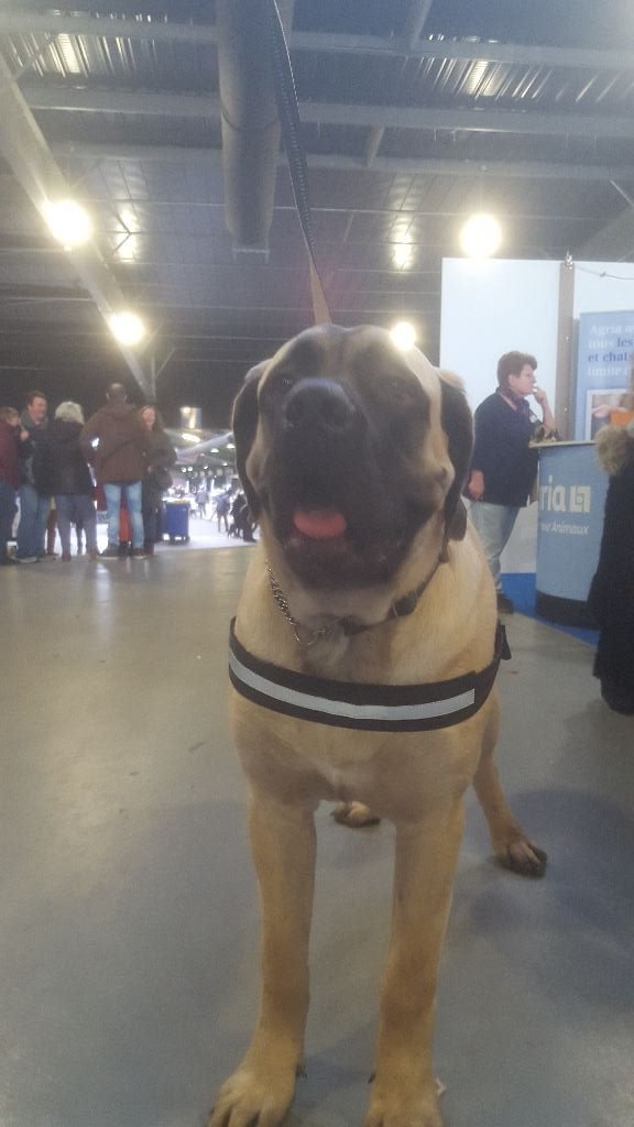 Chiot Elevage De Mastiffs Et Bouledogues Francais