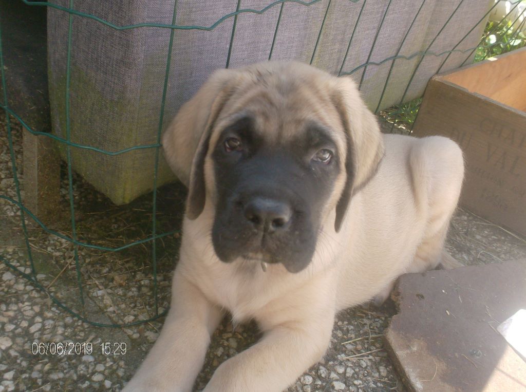 Chien Elevage De Mastiffs Et Bouledogues Francais