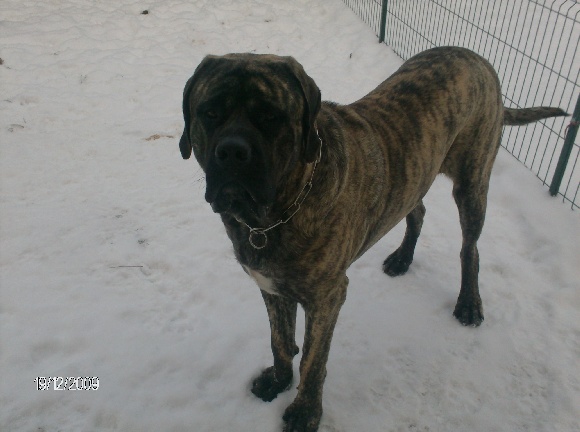 Accueil Elevage De Mastiffs Et Bouledogues Francais