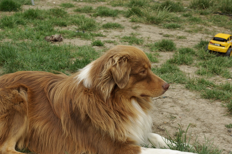 Fievel dit falcon Des plaines du Montois