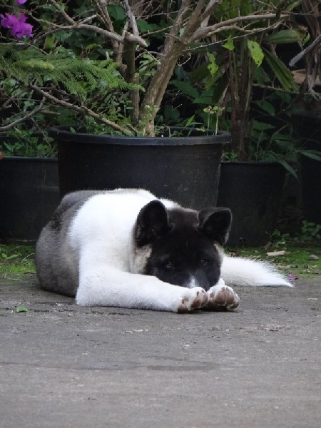 Inari des sphinx du clair de lune