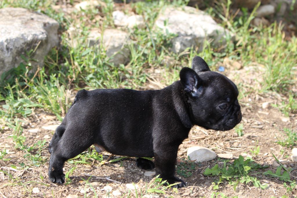 Chiot Elevage De Dalton Family Passion Eleveur De Chiens Bouledogue Francais