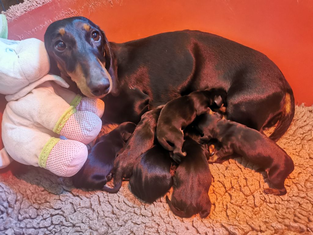 Tous Nos Chiots A Vendre De Race Teckel Poil Ras En France