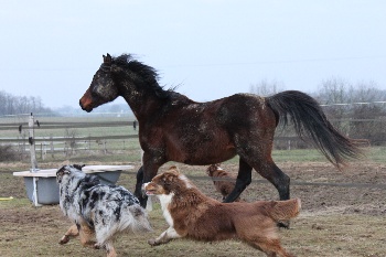 Accueil Elevage Arabians Angelus Eleveur De Chiens